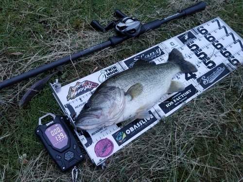 ブラックバスの釣果