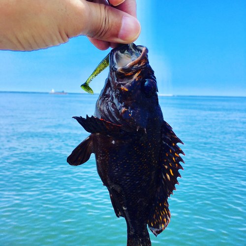 ガシラの釣果