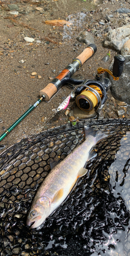 イワナの釣果