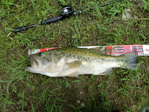 ブラックバスの釣果