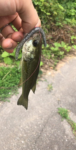 ブラックバスの釣果