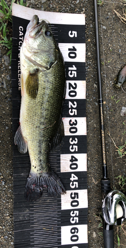 ブラックバスの釣果