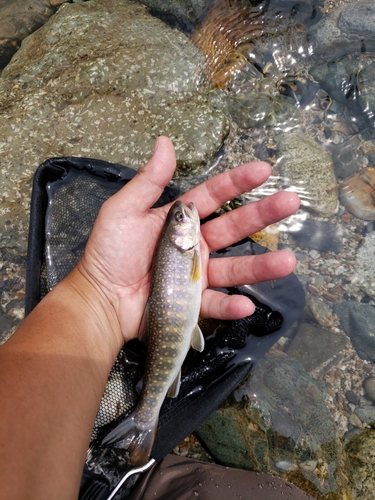 イワナの釣果