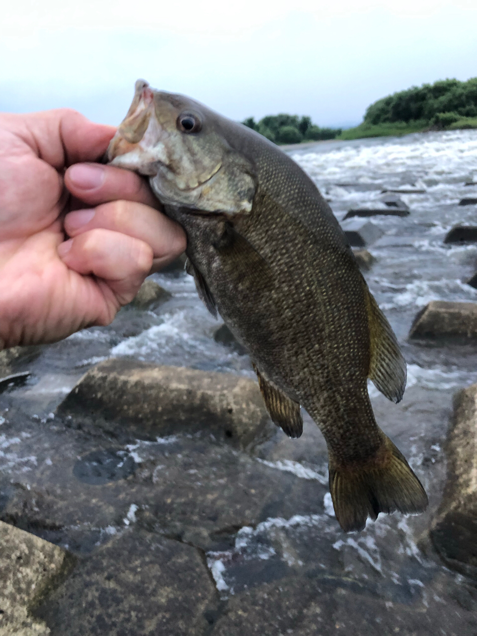 スモールマウスバス