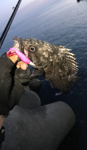 クロソイの釣果