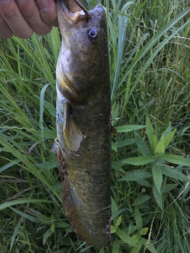 ナマズの釣果