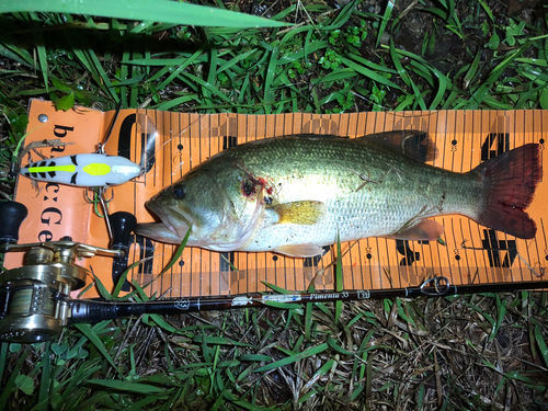 ブラックバスの釣果