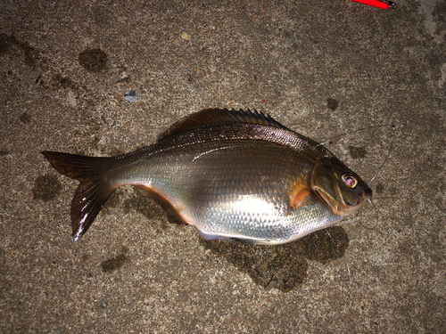 ウミタナゴの釣果