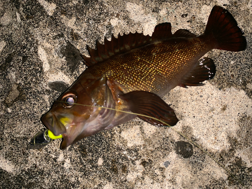 エゾメバルの釣果