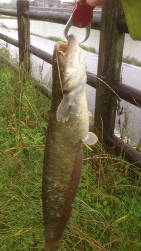 マナマズの釣果