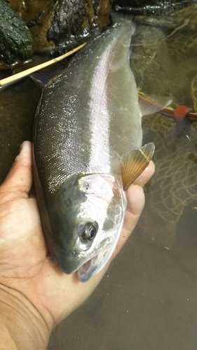 ホウライマスの釣果