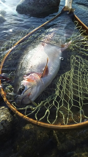 レインボートラウトの釣果