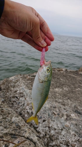 ワカシの釣果