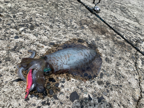 アオリイカの釣果