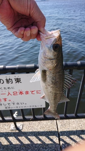 セイゴ（マルスズキ）の釣果