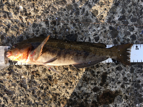 アイナメの釣果