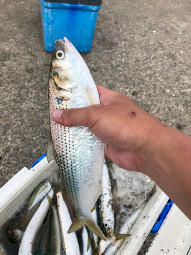 コノシロの釣果