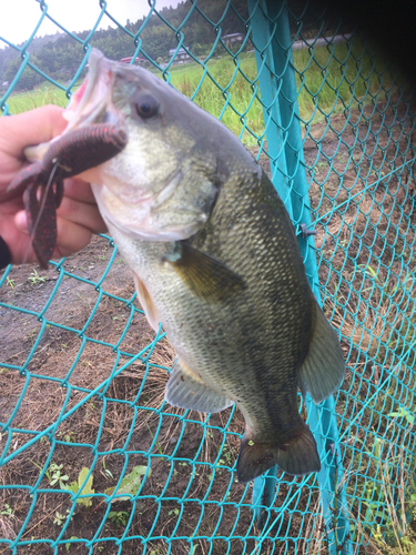 ラージマウスバスの釣果