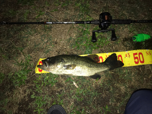 ブラックバスの釣果