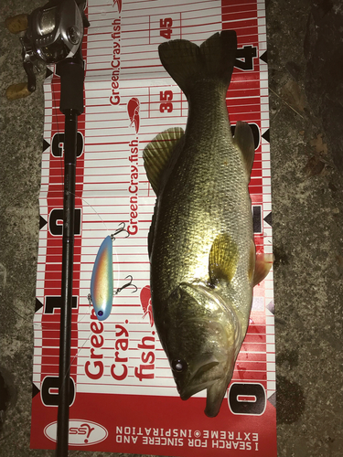 ブラックバスの釣果