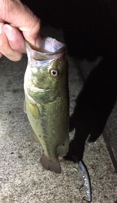 ブラックバスの釣果