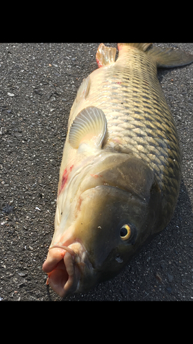 コイの釣果