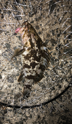 ベッコウゾイの釣果