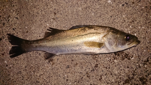 セイゴ（ヒラスズキ）の釣果