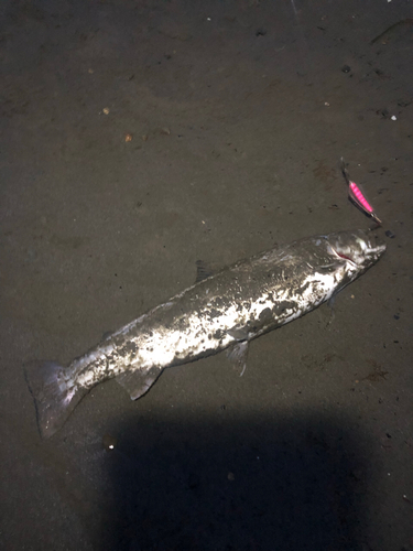 アメマスの釣果