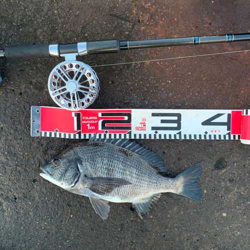 チヌの釣果