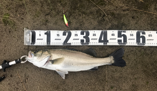 スズキの釣果