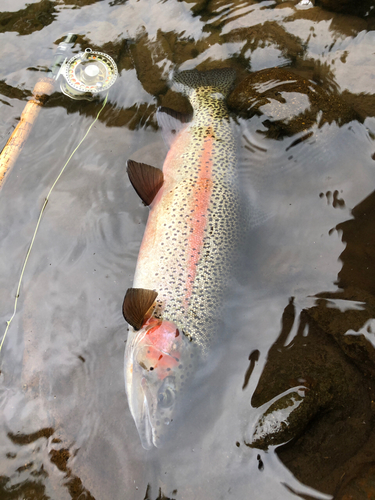 ニジマスの釣果