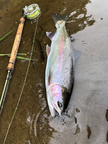 ニジマスの釣果