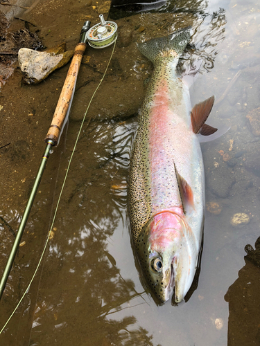 ニジマスの釣果