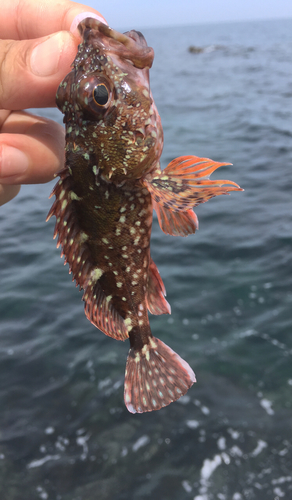 カサゴの釣果