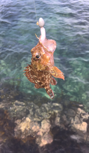 カサゴの釣果