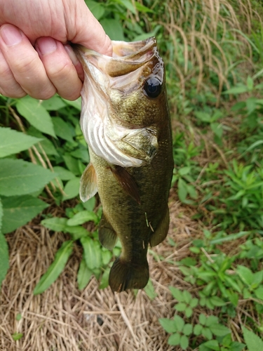 ラージマウスバスの釣果