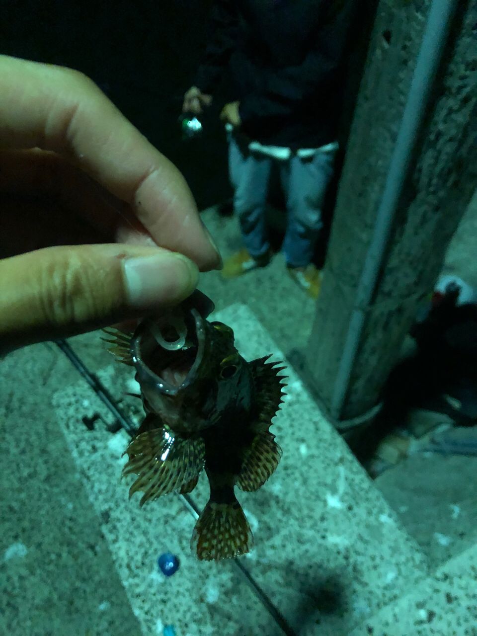 カサゴ