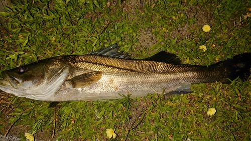 スズキの釣果