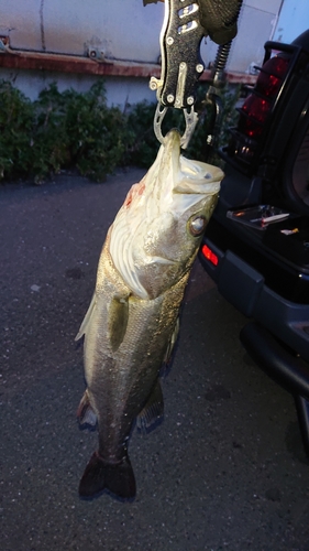 セイゴ（ヒラスズキ）の釣果