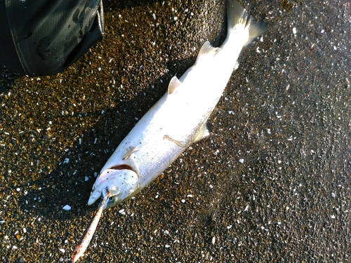 サクラマスの釣果