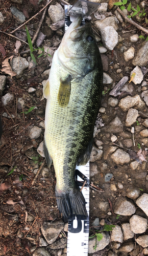 ラージマウスバスの釣果