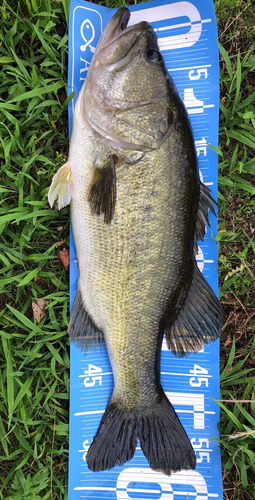 ブラックバスの釣果