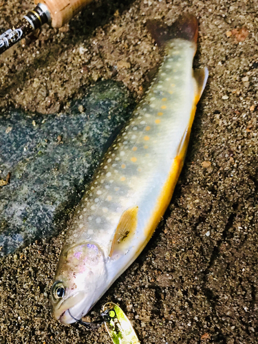 イワナの釣果