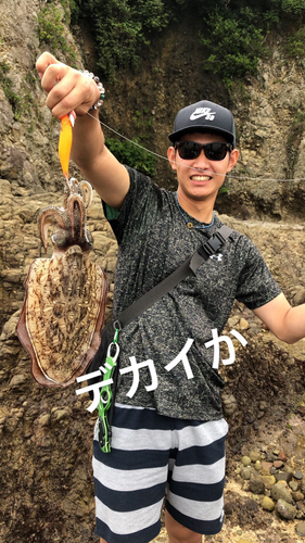 コウイカの釣果