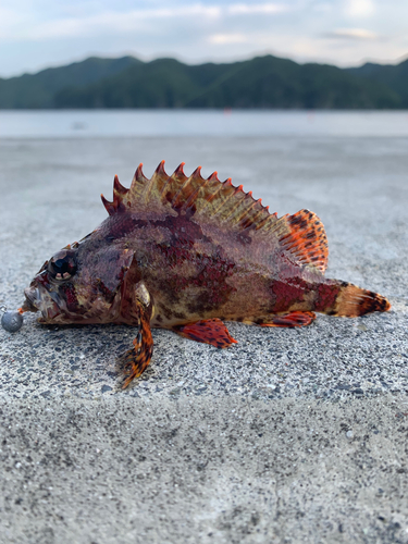 ヨロイメバルの釣果