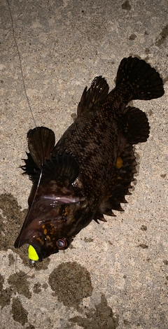 オウゴンムラソイの釣果