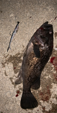 クロソイの釣果