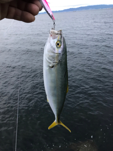 ツバスの釣果