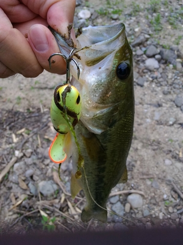 ブラックバスの釣果